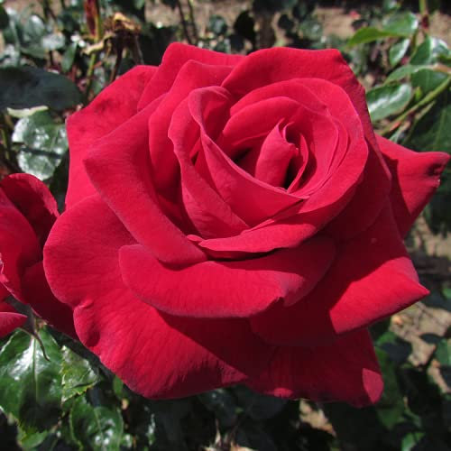 Thinking of You - 5.5lt Potted Hybrid Tea Garden Rose Bush, Fragrant Deep Red Repeat Flowering Blooms