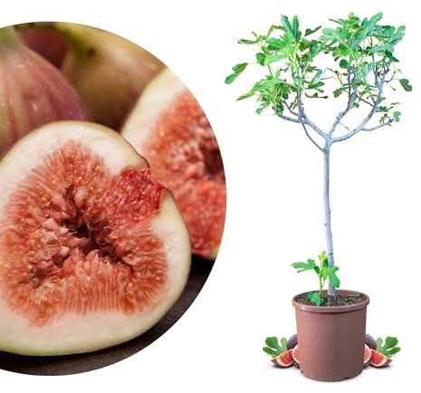 Meine Orangerie - Winterharter Feigenbaum - Echte Feige - Ficus Carica - Bornholmfeige - winterharte Feige in Gärtnerqualität - Fig tree - Feigenbaum selbstbefruchtend (4,5 Liter Topf)