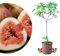 Meine Orangerie - Winterharter Feigenbaum - Echte Feige - Ficus Carica - Bornholmfeige - winterharte Feige in Gärtnerqualität - Fig tree - Feigenbaum selbstbefruchtend (6 Liter Topf)