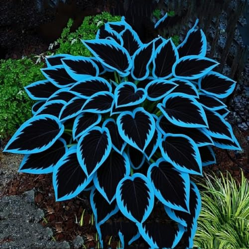 Midnight Blue Hosta, resistente al freddo e alla siccità: una selezione di hosta adatte per decorare giardini e balconi.-4bulbi-a