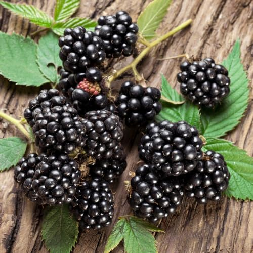 moras - de balcón zarzamora sostenibles de interior lugares soleados raros jardín rocas 40semillas