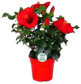Hibiscus Natural Árbol de Cultivo Exterior con Flores de Color Granate