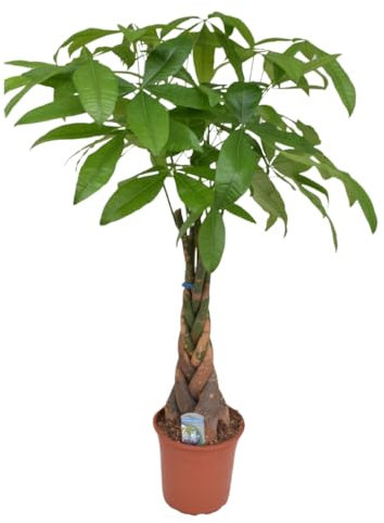 Plant in a Box - Pachira aquatica - Albero del denaro - Vaso 24cm - Altezza 100-120cm - Piante d'appartamento