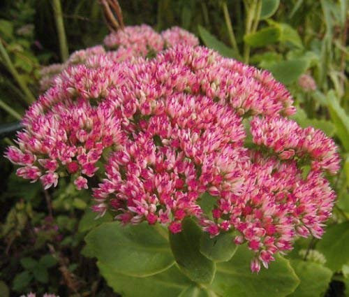 Sedum Emperor's Wave Sedum Telephium - 300 semi sfusi
