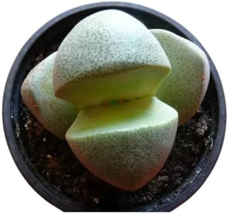 Planta Suculenta Piedra Viva – Lithops Decorativo para Espacios Pequeños