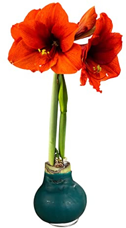 Waxed Amaryllis Bulb – Green Wax with Red Blooms – Live Holiday Gift Plant, Easy Care, No Watering Needed