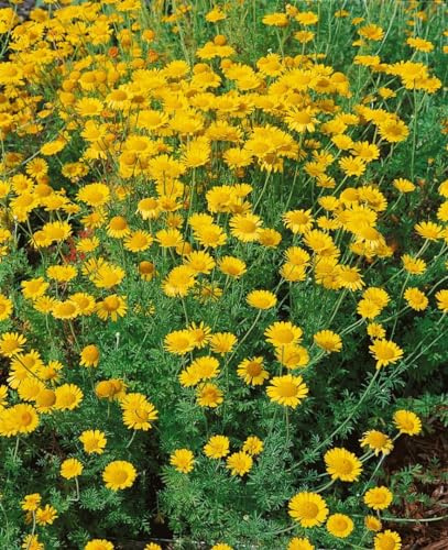 Anthemis tinctoria 'Kelwayi' 9x9 cm Topf – Winterhart, Mehrjährig, Pflegeleicht – Färberkamille – Staude für Beet & Steingarten