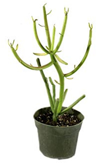 Pencil Cactus - Live Plant in a 4 Inch Pot - Euphorbia Tirucalli - Beautiful Indoor Succulent Houseplant
