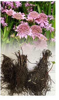 1 Astrantia Maxima Rosea Great Masterwort Sugary-Pink Bare Root Perennial Garden Summer Perennial : - by GARTHWAITE NURSERIES® : - UK Stockist