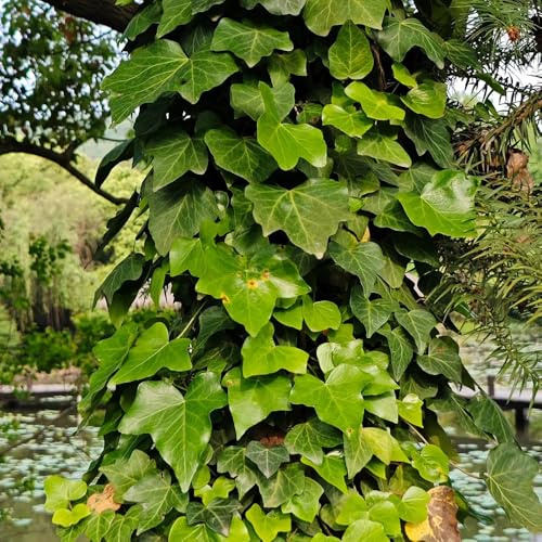 semi di edera, da muro Semi di edera a crescita rapida - le da giardino roccioso sono resistenti d'appartamento che 200pcs