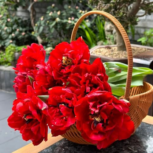 tulpenzwiebeln mehrjährig, winterharte stauden wildtulpen outdoor garten 8pcs
