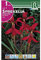BULBO FLOR DE LYS FORMOSISSIMA ROJO - SPREKELIA - 1 UD
