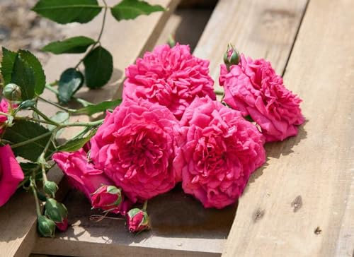 Rosa 'Laguna' – Winterhart, Mehrjährig, Pflegeleicht – Kletterrose – Kletterpflanze für Pergola & Rankhilfe