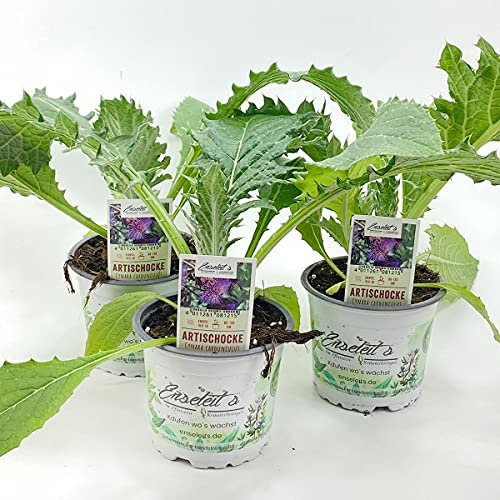 Artischocke 3er Set,frische Artischocken Pflanze,Pflanzen aus nachhaltigem Anbau