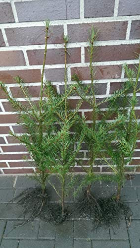 10st. Douglasie Wurzelware 20–40 cm – Pseudotsuga menziesii Jungpflanzen Douglasien | Kräftige Forstpflanzen & Nadelbäume für Aufforstung & Garten | Nadelgehölze | Wurzelware