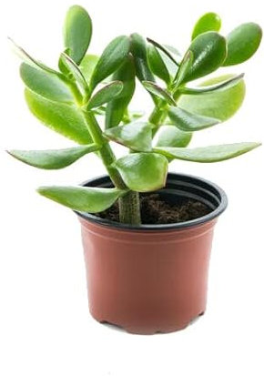 Jade Planta Natural Resisitente a Altas Temperaturas