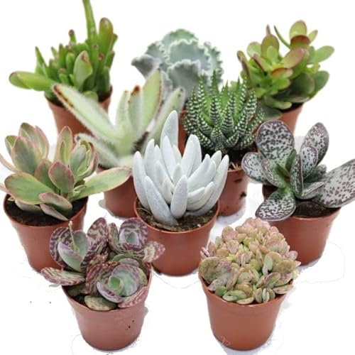 10 Unidades de Suculentas Mini Perfectas para el Interior o el Exterior del Hogar