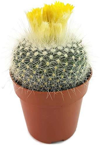 Fangblatt - Parodia chrysacanthion - seltener Kaktus für Liebhaber von Kakteen - pflegeleichte Zimmerpflanze - besondere Dekoration