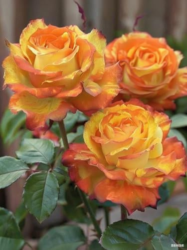Brilliant Rosenzwiebeln, mehrjährig, Großpackung, professionelle Bepflanzung für atemberaubende Garten-Displays, 1 Blumenzwiebeln, I