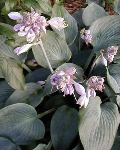 10 semi di Halcyon Hosta semi!