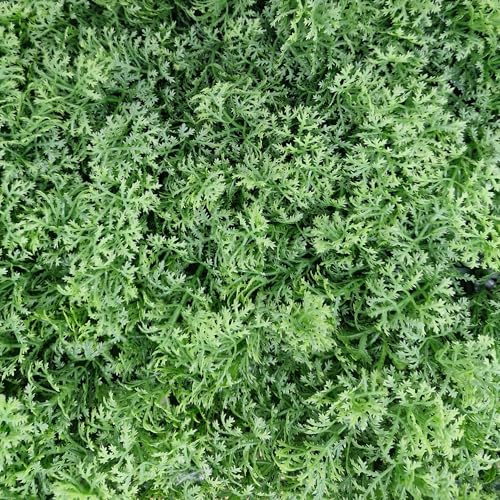 TENAX Divy Panel Lichen 100x100 cm Grün, Modulares Paneel mit künstlichen 3D-Blättern im Moos-Stil für Wände, vertikale Gärten und Innen-/Außendekoration