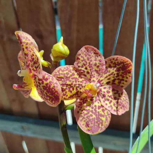 Orchidea Vanda - decorativo Arredamento del soggiorno con rialzata giardino di interno semi di per balcone resistenti 280semi