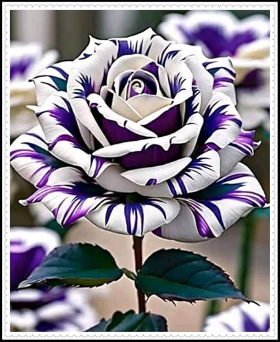 Excelente elección para arreglos de jardín -/ Raíz de rosa -/ - - Los colores de los pétalos varían -/ (NVNJHJN).-4 rizoma-E