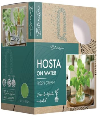 BotaniQua Hosta BonitaQua Set - Hydrokultur Pflanze mit Glasvase | Pflegeleichte Zimmerpflanze | 3 Verschiedene Arten für Grünes Zuhause (1x Eis Green)