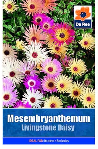 Mesembryanthemum Livingstone Daisy - 1450 Seeds Flower Plant Bedding Borders Containers Pots Grow Your Own Garden Plant Seed