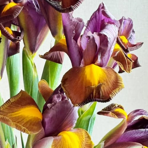 Semillas de iris - Iris tectorum - semillas de silvestres perenne resistente decoración de jardín para exterior resistentes 200pcs