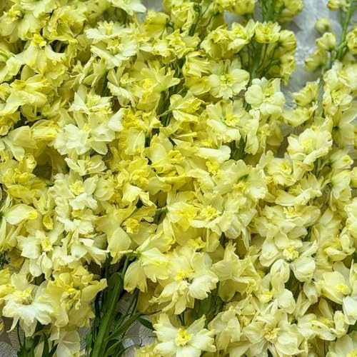 rittersporn, blumensamen bienenfreundlich für sonnige plätze steingartenpflanzen winterhart balkonpflanzen herbstblumen geschenke 550samen