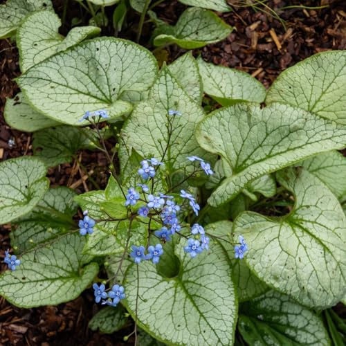 Bloomique - Juego de 3 - Brunnera Macrophylla - Nomeolvides del Cáucaso - Planta de jardín - Floración abundante - Resistente al invierno - Perenne - 10-20 cm de altura - Maceta de 9 cm