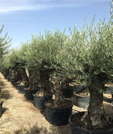 Ulivo olivo Olea europea bonsai in vaso 230 l circ. tronco 70/90 cm FOTO REALI
