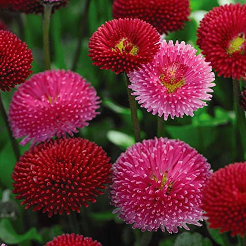 Daisy Flower Seeds Bellis Perennis Pomponette Mixed Hardy Biennial Garden Plants, 1 Packet of Bellis Perennis Pomponette Mixed Containing 250 Seeds by Thompson and Morgan