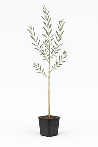 Myoshome - Olivo Arbequina natural 130 cm en maceta 14 x14 cm, Planta de olivo natural para jardín, terraza o huerto urbano, Árbol frutal de exterior resistente – Olivo Arbequina (Olea europaea)