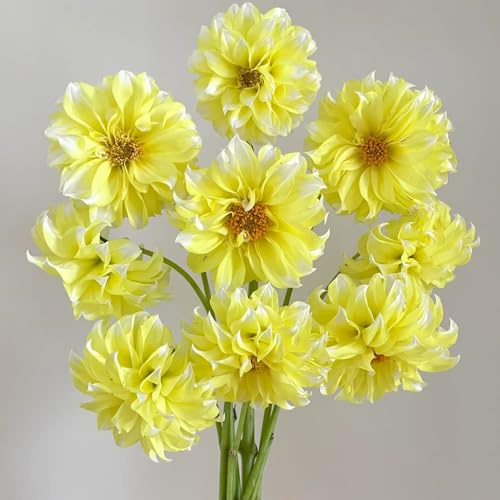6bulbi tuberi di dalia - resistenti, acquistare tuberi di dalia fresche, decorativi rare