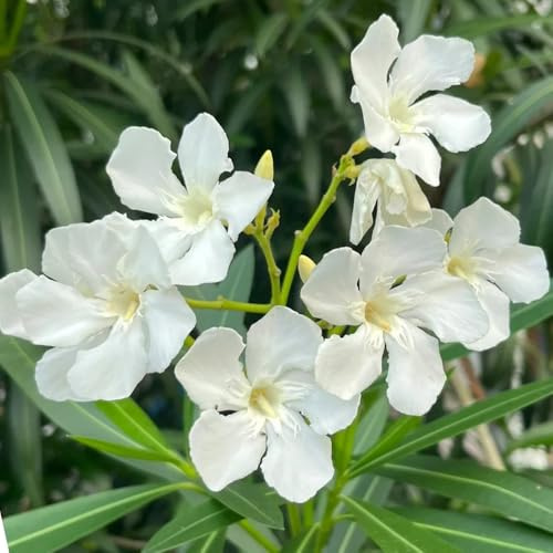 adelfa semillas de de jardín adelfa interior hoja cortadas interior trepadoras verdes orgánicas exóticass jardín en 3semillas
