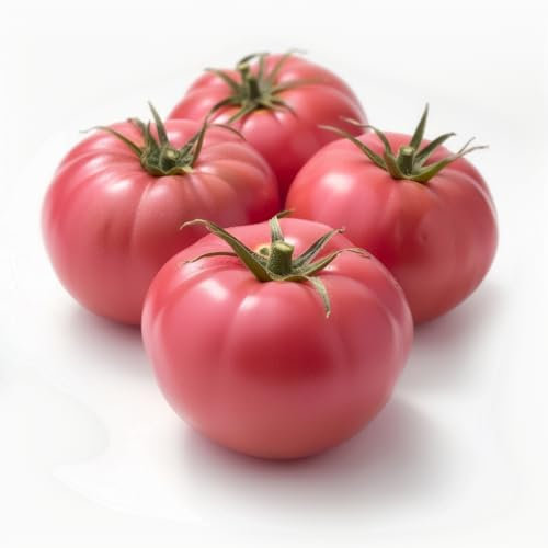 25 Semi di Pomodoro Rosa di Berna - SemiSelvaggio Permacultura