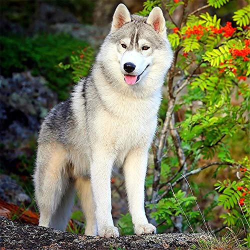 YINGXIN88 5D Diamant Painting Kits, Pack Runde Voll Drill Diamond Painting Zubehör Kristall Kreuzstich Kunst Handwerk für Hause WanddekorationSüßer Hund-60x60cm