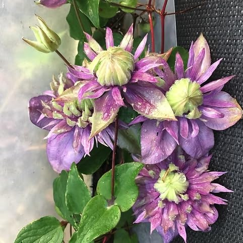 Clematis Florida Taiga