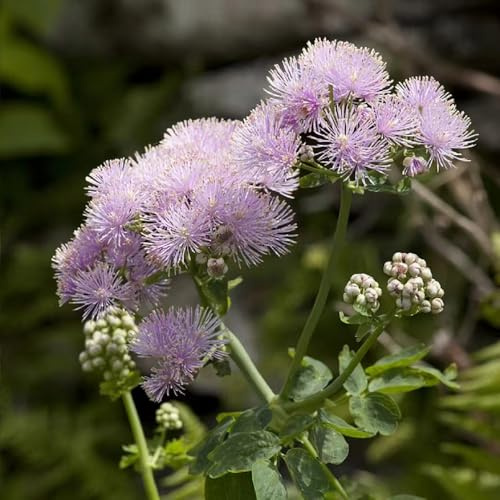 Thalictrum aquilegifolium - bio schmetterlingsblume 350samen