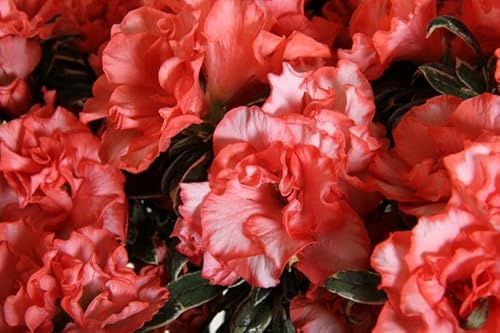 Azalea Christine Magic Pink Plant, Long Flowering Garden Plant