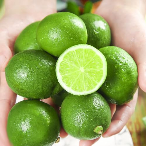 semillas de limonero - exóticas resistentes orgánicas jardín decorativas balcón 10pcs