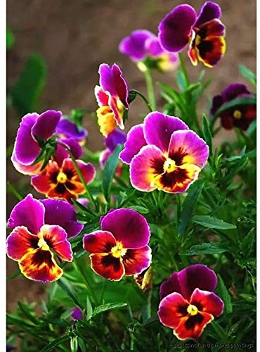 WOWDECOR 5D Diamond Painting Kits, Horned Pansy Flowers Full Drill DIY Diamond Art Cross Stitch Paint by Numbers