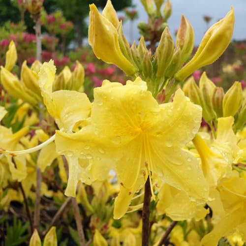 Pianta vera di Azalea mollis Anneke - Diametro Vaso Ø 23 cm