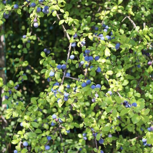 semi di prugnolo da frutto colonnari da frutto giardino vecchie varietà colonnare esotico nani, resistenti prugnolo frutteto raro balcone colonnari 20pcs