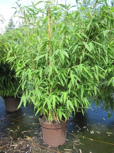 Fargesia robusta Pingwu - robuster Bambus Pingwu