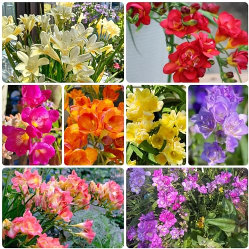 fresias - de primavera raras, largo período fresias silvestres balcóndecoraciones jardín exteriores resistentes jardín y balcón 8bulbos