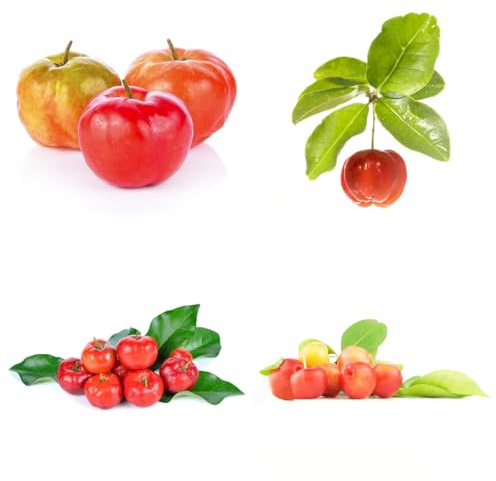 acerola balcone colonnari acerola balcone esotico a prova d'inverno cespugli di bacche frutteto vaso resistenti, adatte all'uso 125semi