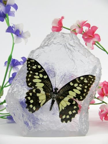In Kunstharz gegossene Schmetterlinge, Insekten, Skorpione und mehr. Briefbeschwerer, Icemountain, nicht scharfkantig (Schmetterling 17)